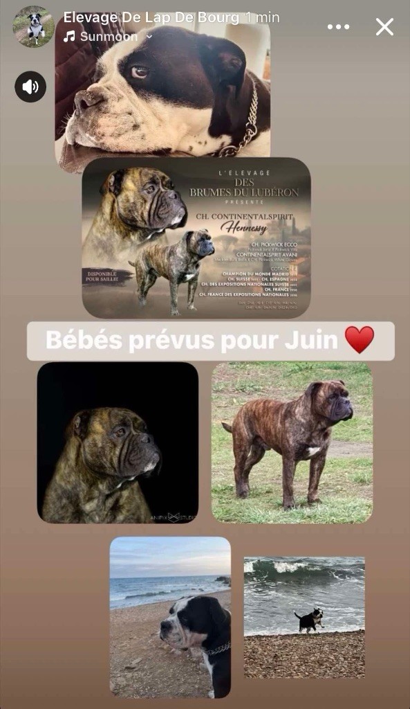 LE MARIAGE DE L'ANNEE