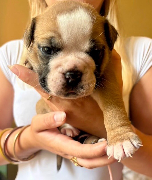 De Lap De Bourg - Chiots disponibles - Bulldog continental