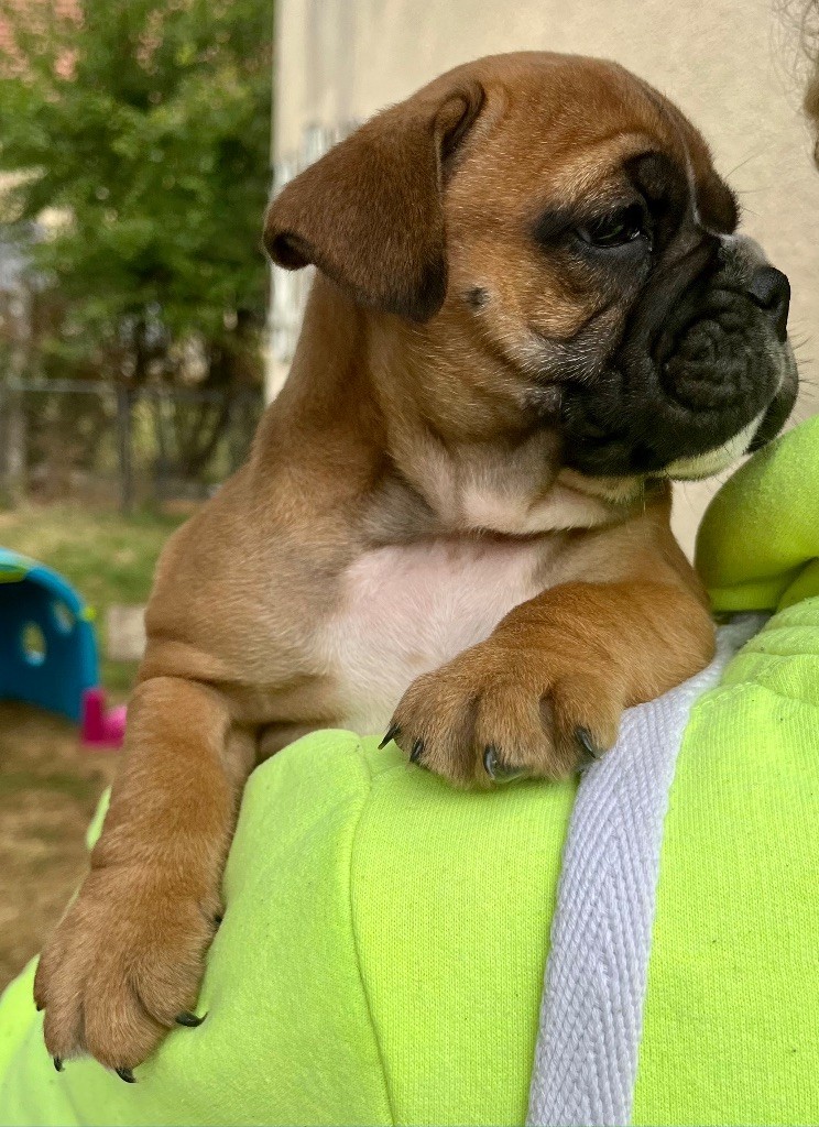 De Lap De Bourg - Chiots disponibles - Bulldog continental