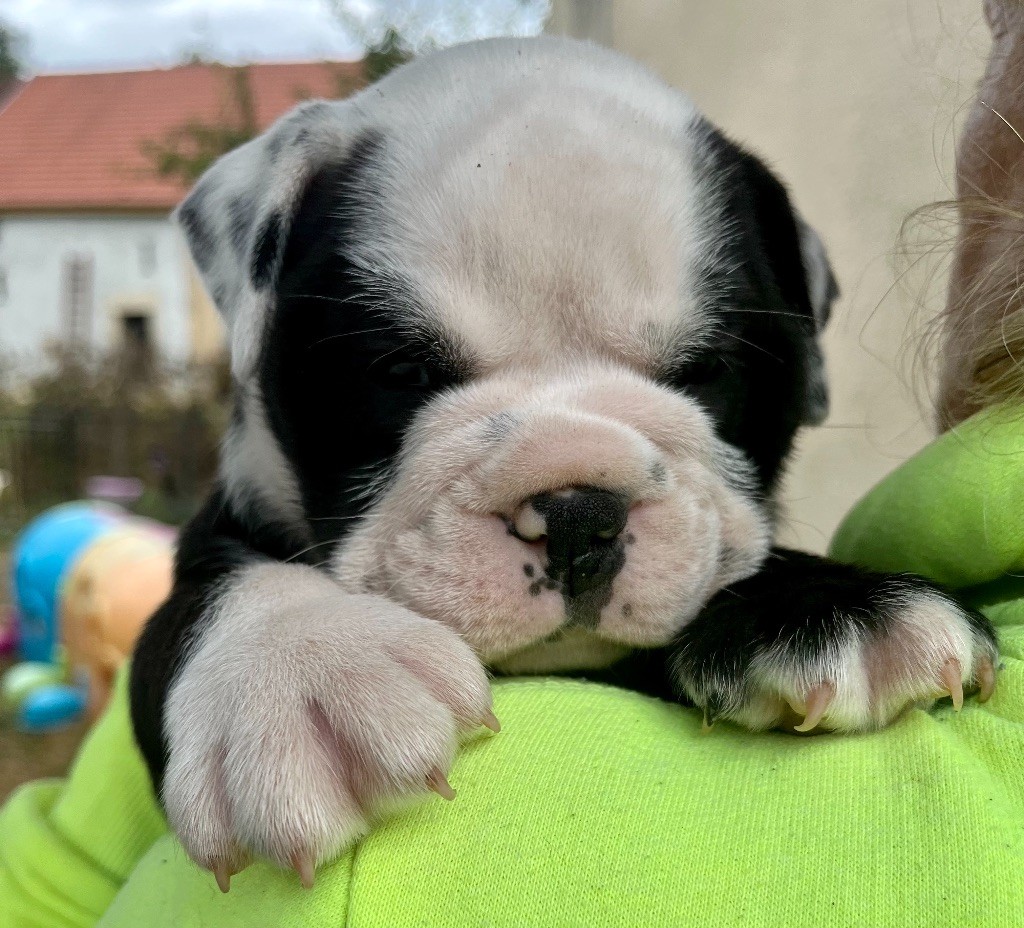 De Lap De Bourg - Chiots disponibles - Bulldog continental