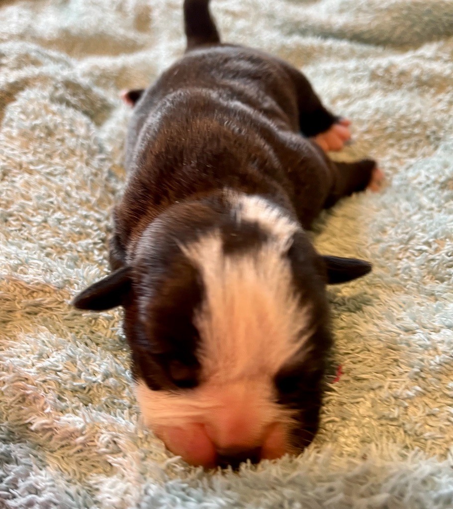 De Lap De Bourg - Chiots disponibles - Bulldog continental