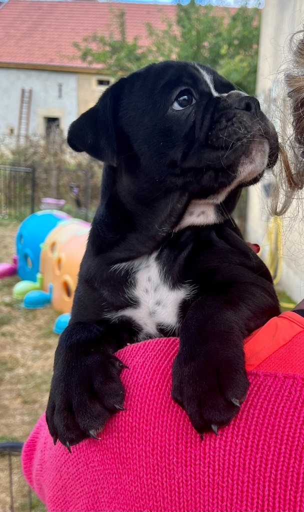 De Lap De Bourg - Chiots disponibles - Bulldog continental