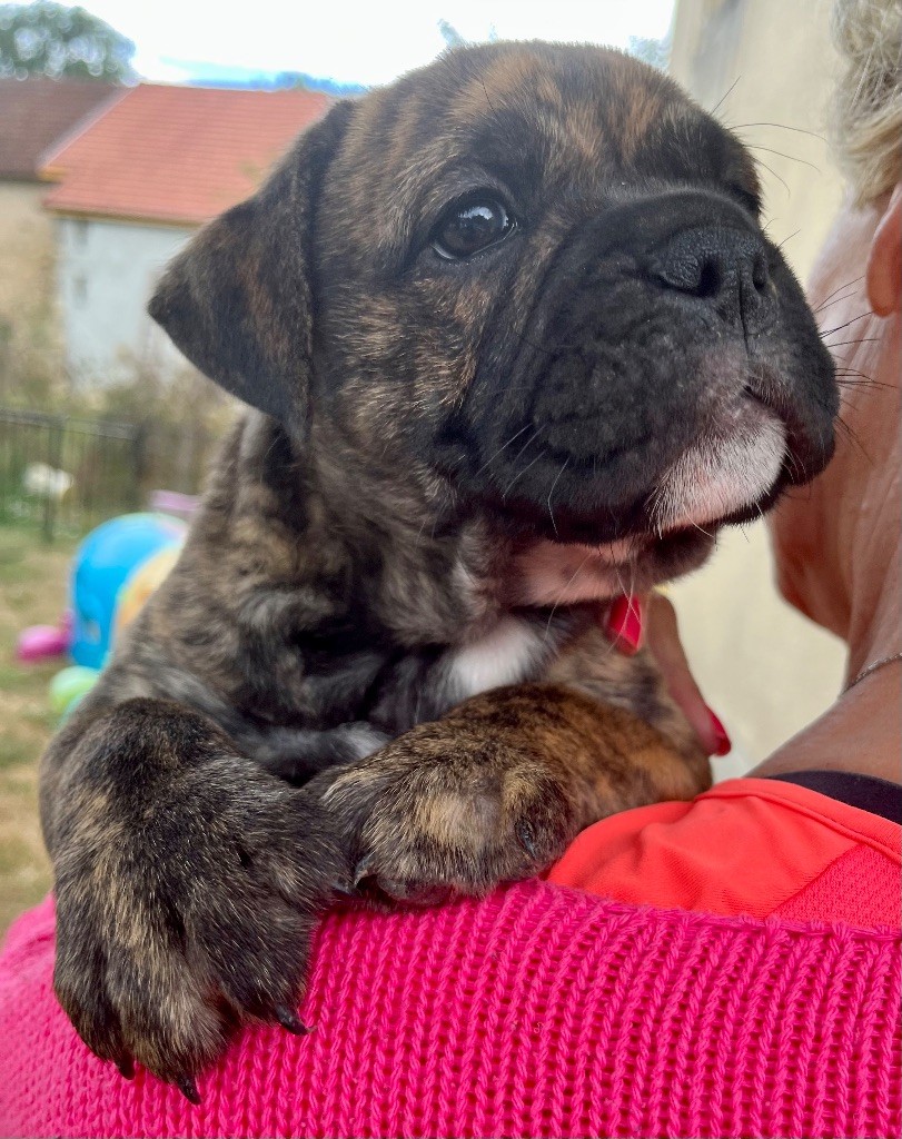 De Lap De Bourg - Chiots disponibles - Bulldog continental