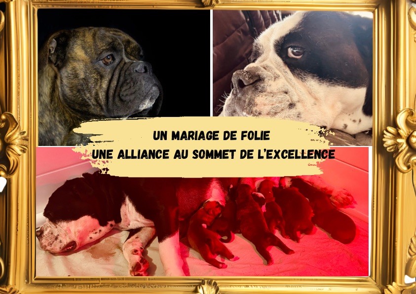 Chiot Bulldog continental De Lap De Bourg