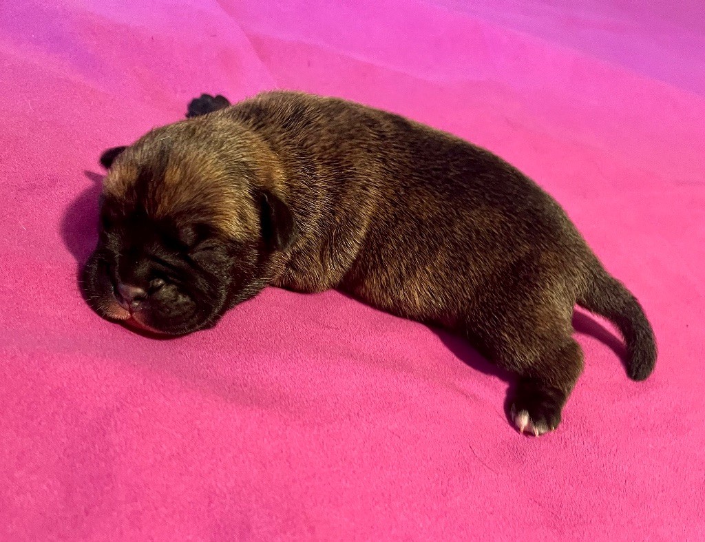 De Lap De Bourg - Chiots disponibles - Bulldog continental