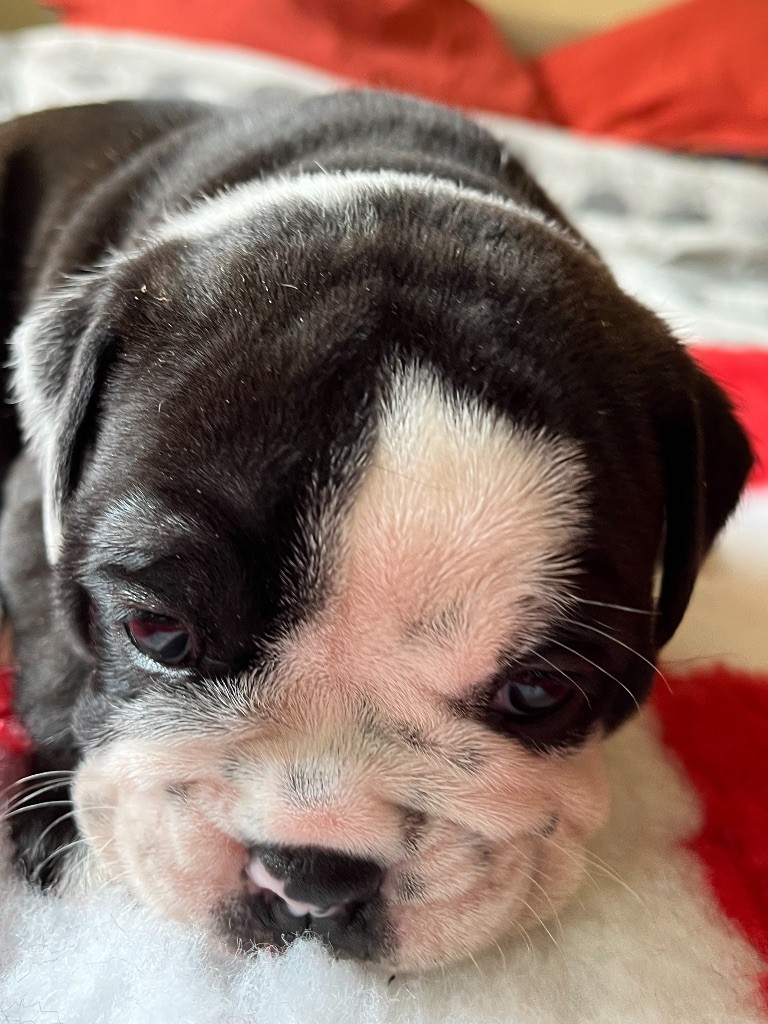 De Lap De Bourg - Chiots disponibles - Bulldog continental