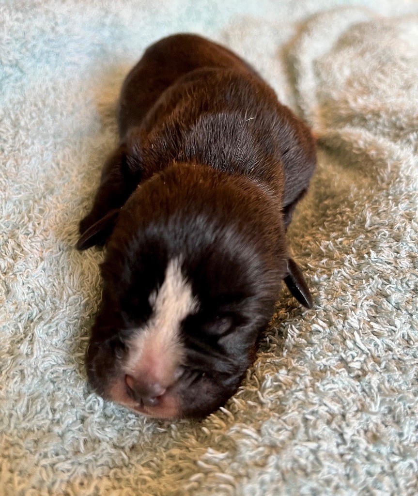 De Lap De Bourg - Chiots disponibles - Bulldog continental
