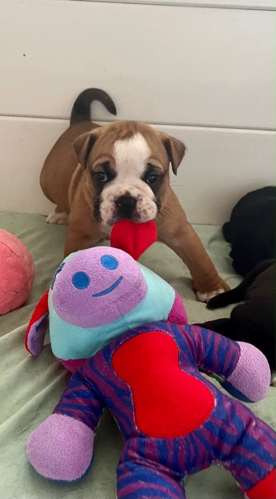De Lap De Bourg - Chiots disponibles - Bulldog continental