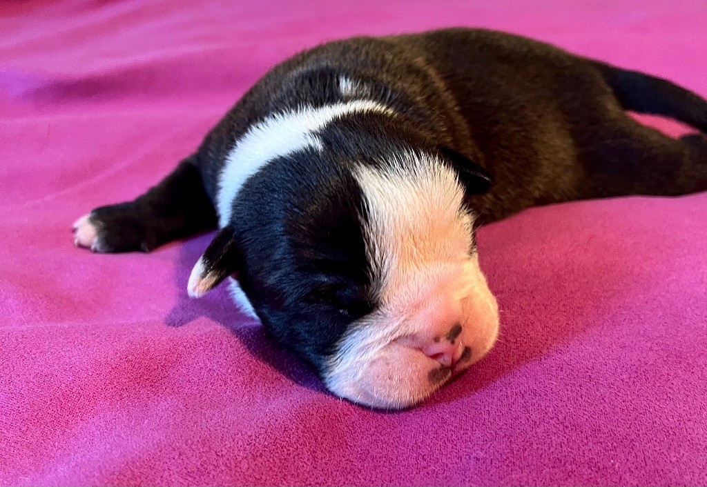 De Lap De Bourg - Chiots disponibles - Bulldog continental
