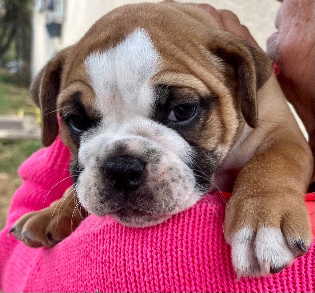 CHIOT Femelle 1 AVANNA