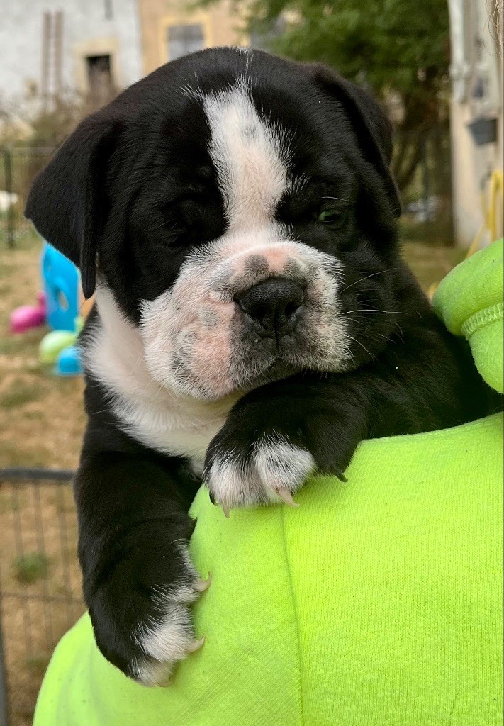 De Lap De Bourg - Chiots disponibles - Bulldog continental