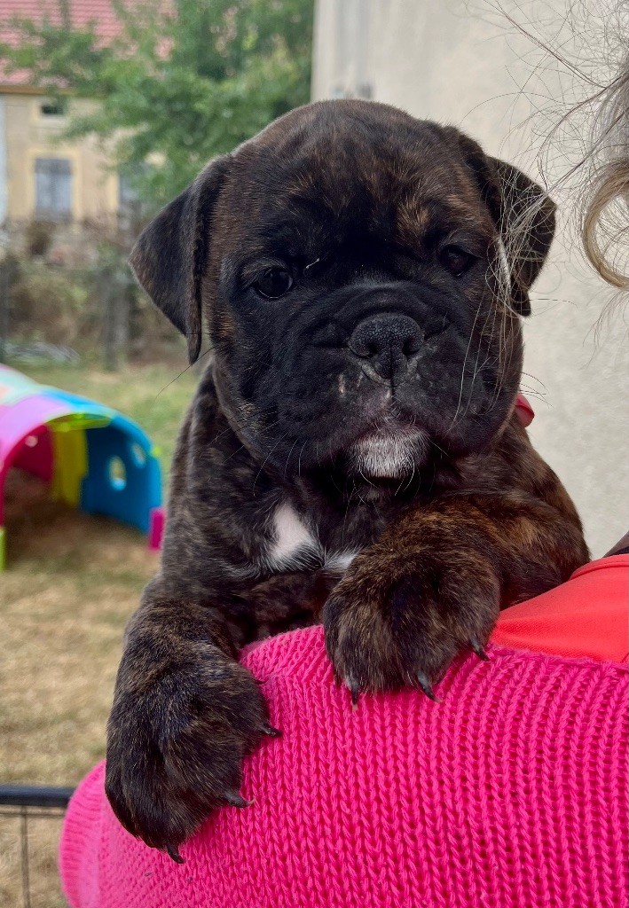 De Lap De Bourg - Chiots disponibles - Bulldog continental