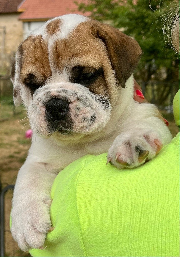 De Lap De Bourg - Chiots disponibles - Bulldog continental