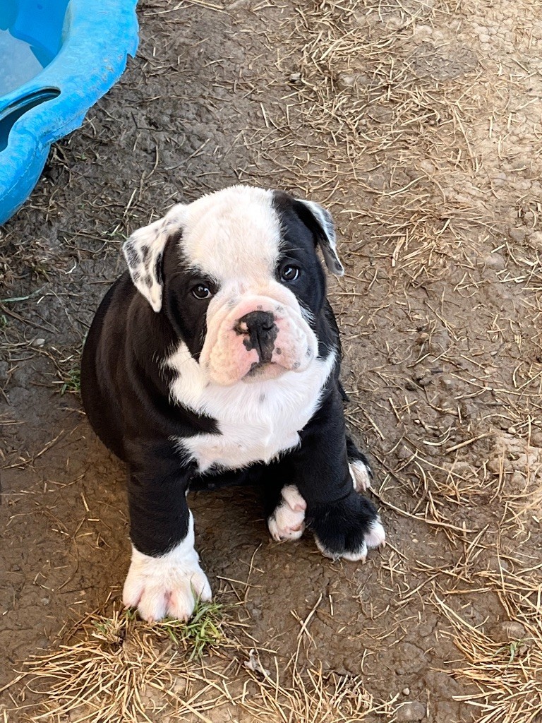 De Lap De Bourg - Chiots disponibles - Bulldog continental