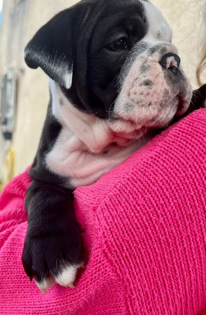 De Lap De Bourg - Chiots disponibles - Bulldog continental