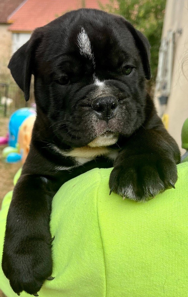 De Lap De Bourg - Chiots disponibles - Bulldog continental