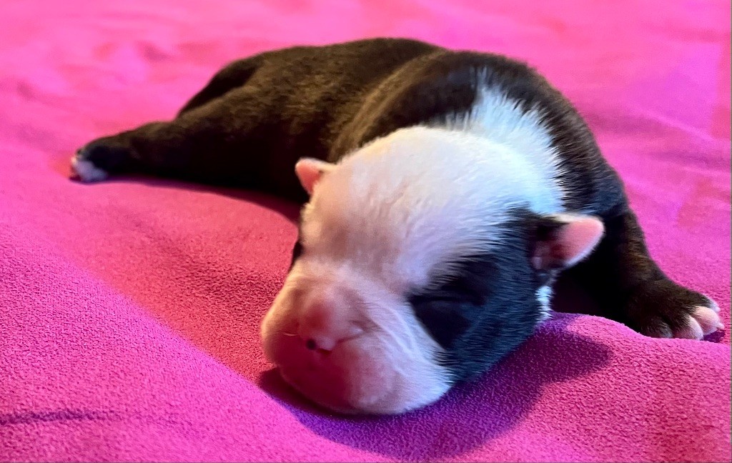 De Lap De Bourg - Chiots disponibles - Bulldog continental