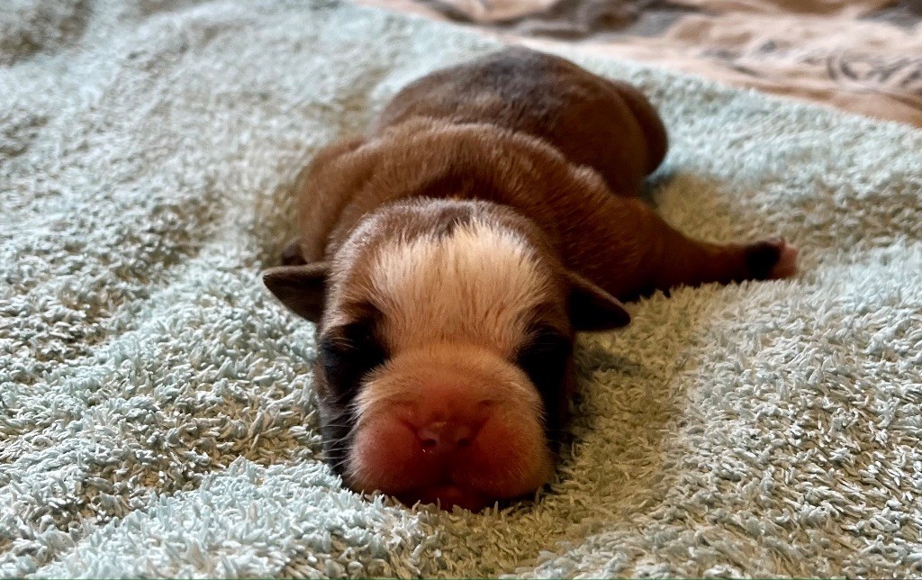 De Lap De Bourg - Chiots disponibles - Bulldog continental