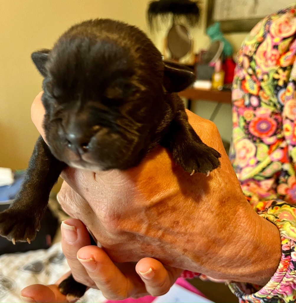 De Lap De Bourg - Chiots disponibles - Bulldog continental