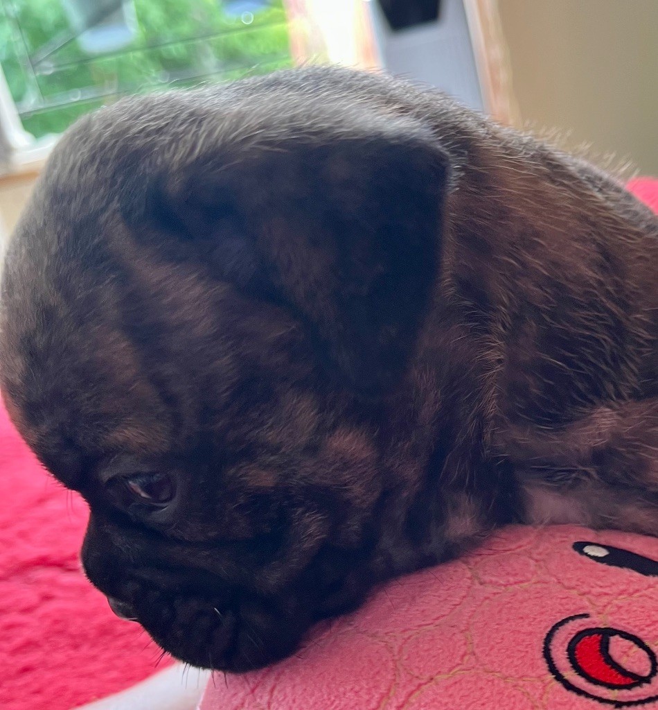 De Lap De Bourg - Chiots disponibles - Bulldog continental