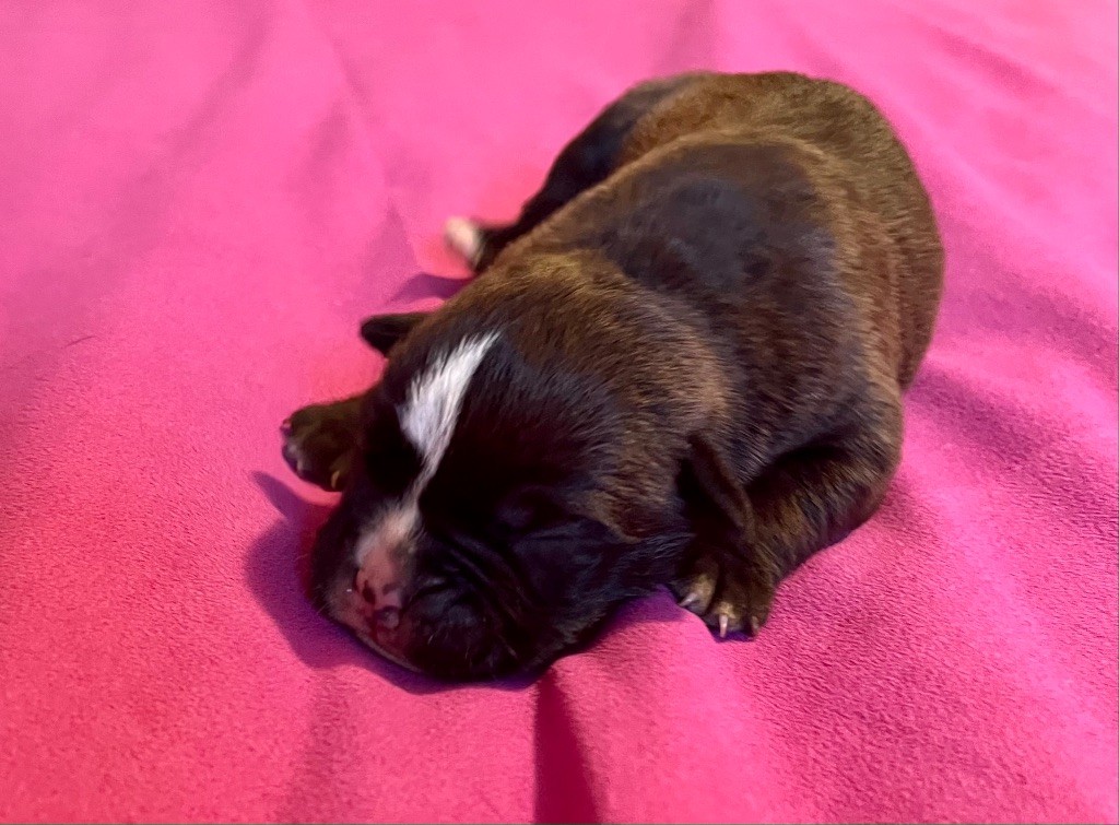 De Lap De Bourg - Chiots disponibles - Bulldog continental