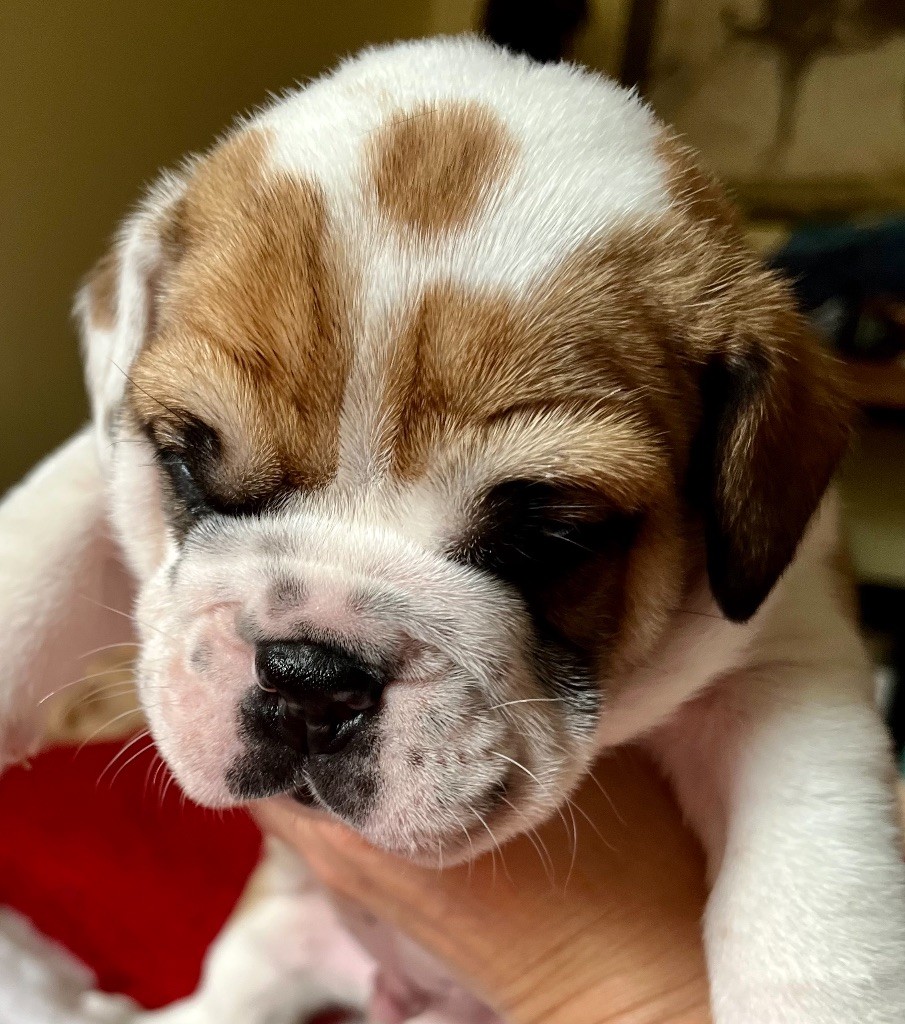 De Lap De Bourg - Chiots disponibles - Bulldog continental
