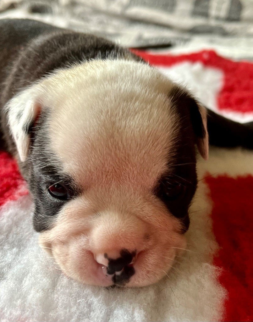 De Lap De Bourg - Chiots disponibles - Bulldog continental