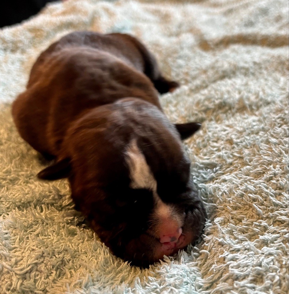 De Lap De Bourg - Chiots disponibles - Bulldog continental