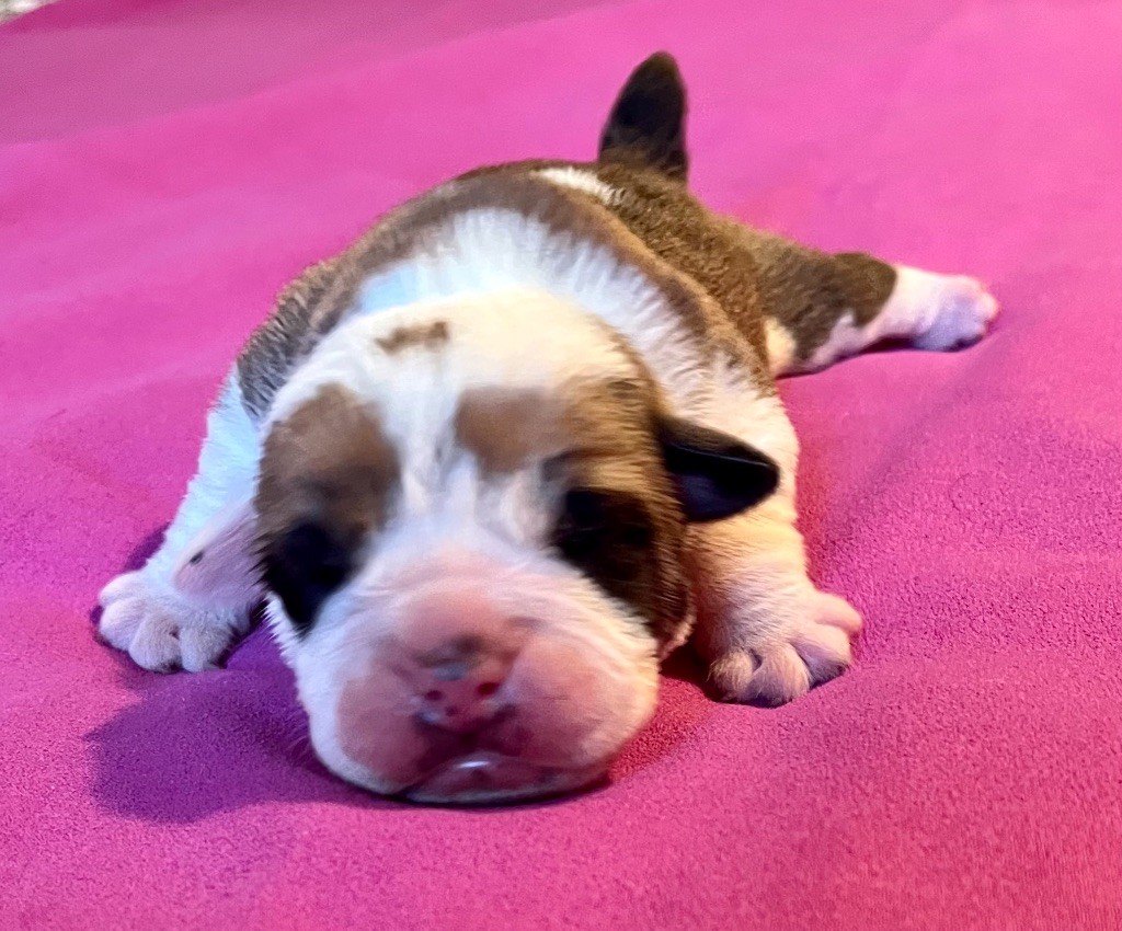 De Lap De Bourg - Chiots disponibles - Bulldog continental