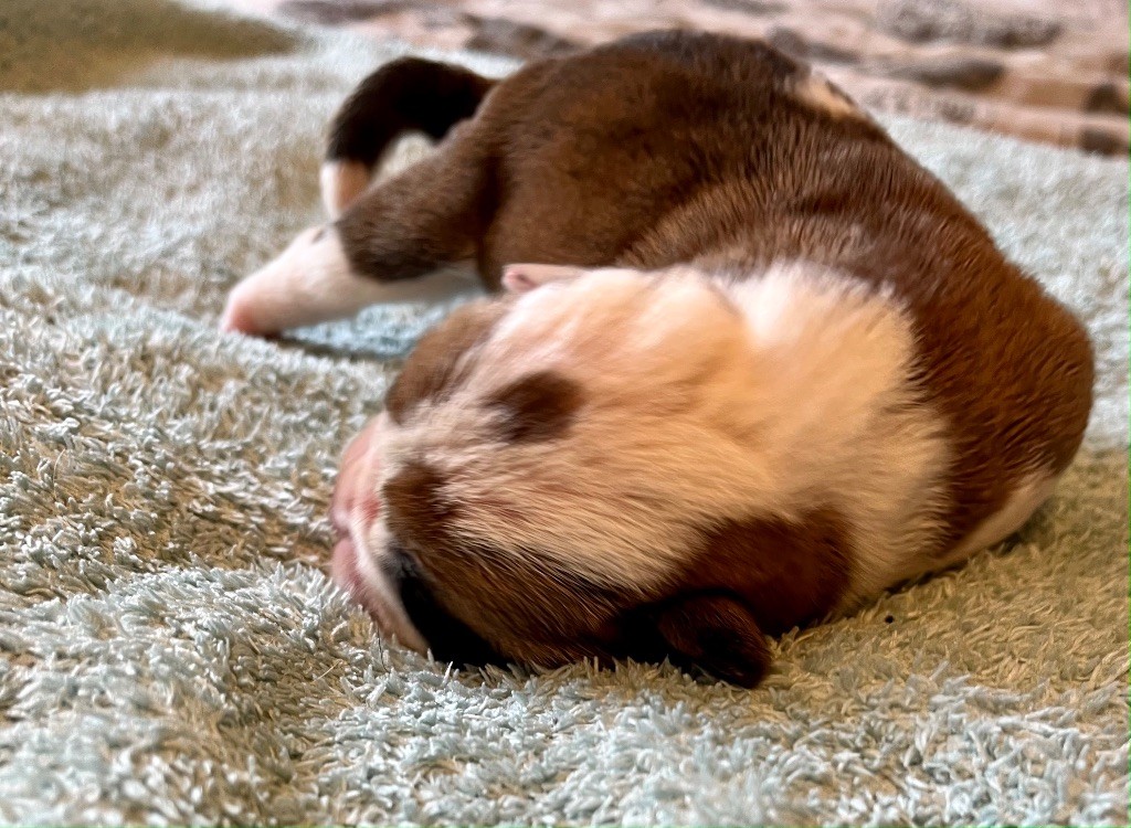 De Lap De Bourg - Chiots disponibles - Bulldog continental