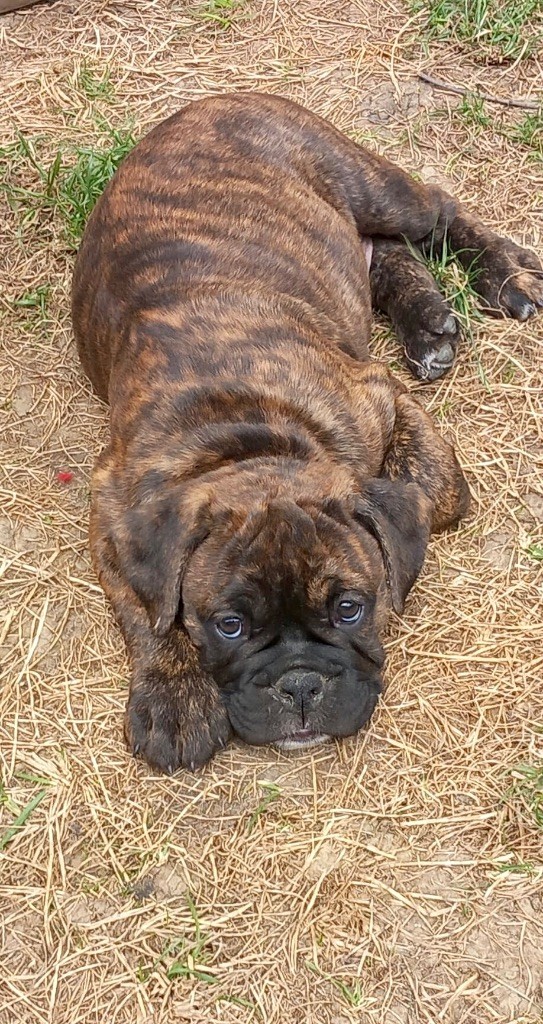 Chiot Bulldog continental De Lap De Bourg