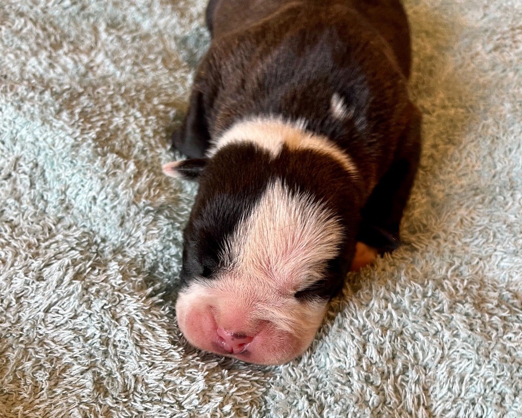 De Lap De Bourg - Chiots disponibles - Bulldog continental